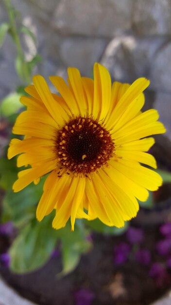 Close-up of yellow flower blooming outdoors