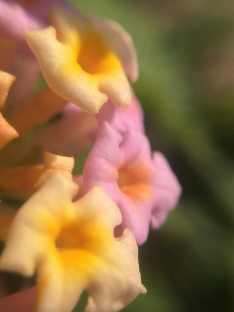 Close-up of yellow flower blooming outdoors