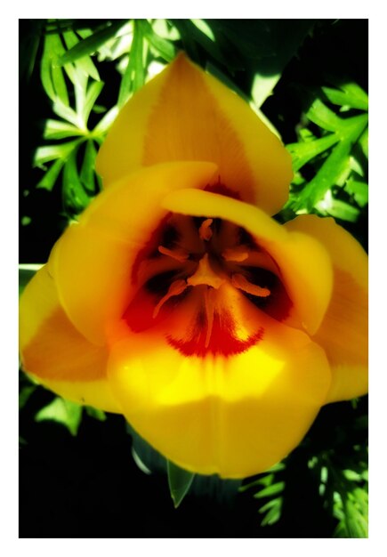 Close-up of yellow flower blooming outdoors