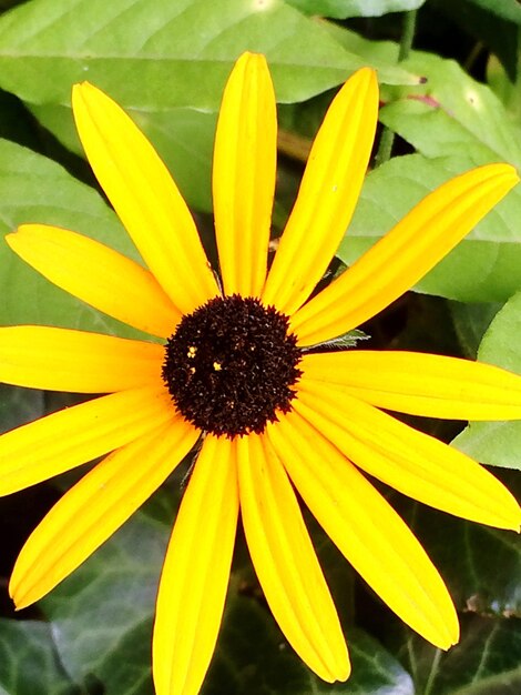 Close-up of yellow flower blooming outdoors