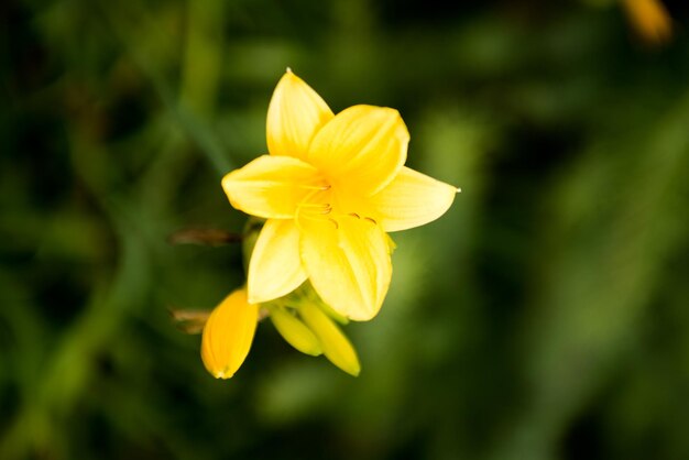 Close-up of yellow flower blooming outdoors