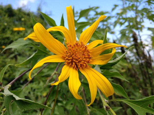 Photo close-up of yellow flower blooming outdoors