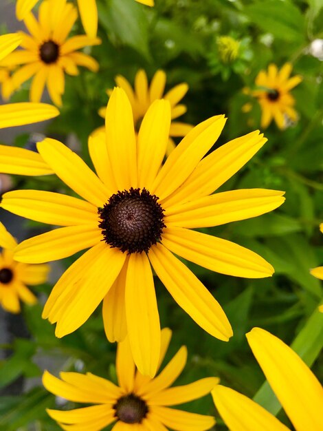 Close-up of yellow flower blooming outdoors