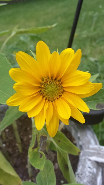 Close-up of yellow flower blooming outdoors