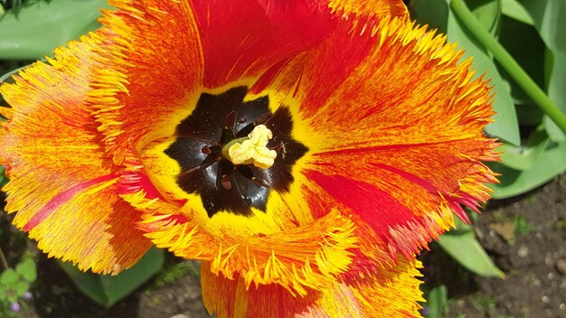 Close-up of yellow flower blooming outdoors