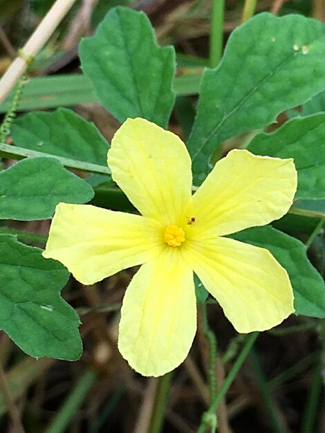 Close-up of yellow flower blooming outdoors