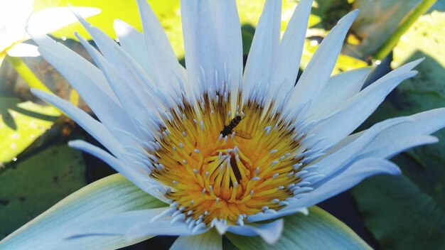 Close-up of yellow flower blooming outdoors