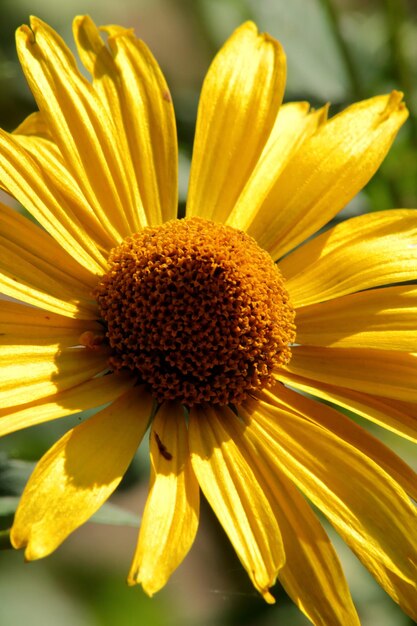 Close-up of yellow flower blooming outdoors