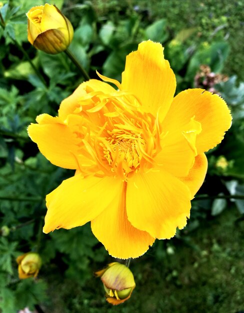 Close-up of yellow flower blooming outdoors