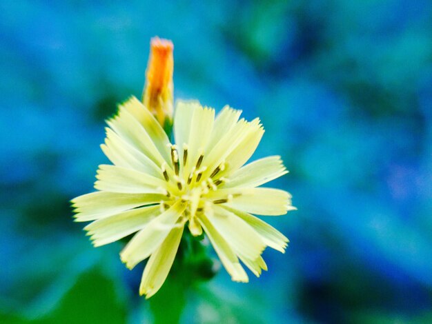 Foto close-up di un fiore giallo che fiorisce all'aperto