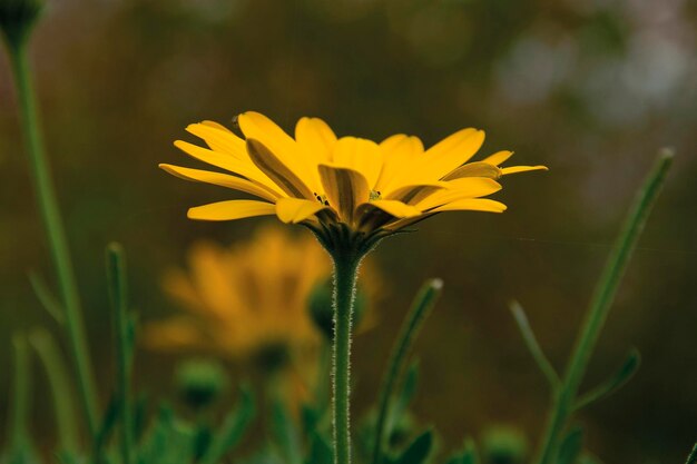 Photo close-up of yellow flower blooming outdoors