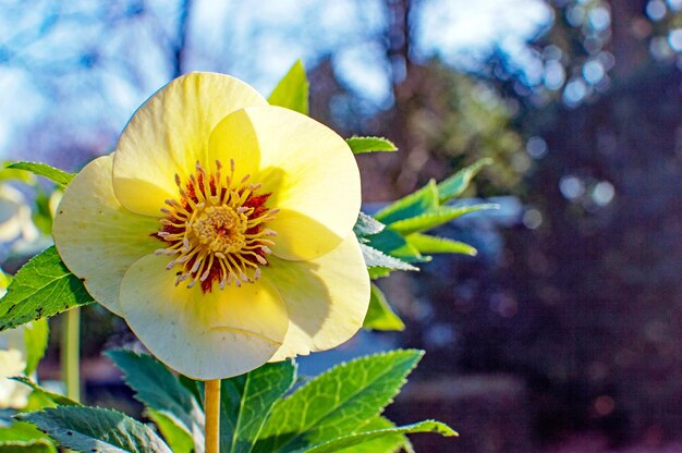 Photo close-up of yellow flower blooming outdoors