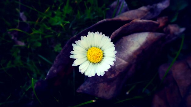 Photo close-up of yellow flower blooming outdoors