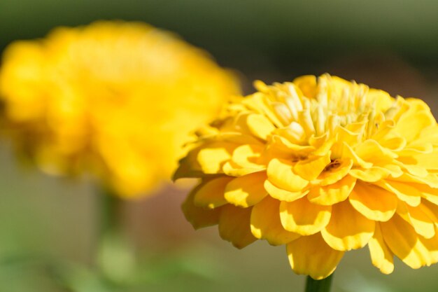 Close-up of yellow flower blooming outdoors