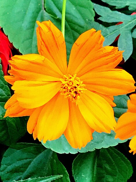 Close-up of yellow flower blooming outdoors