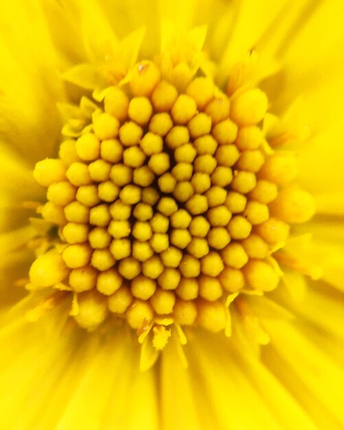 Close-up of yellow flower blooming outdoors