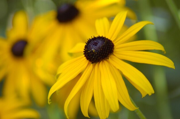 Close-up of yellow flower blooming outdoors