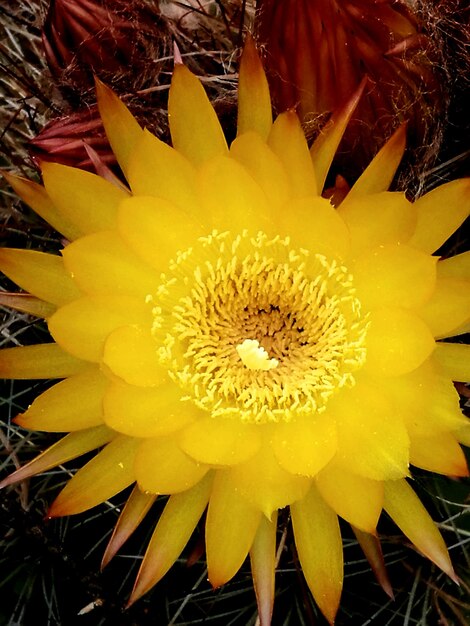 Close-up of yellow flower blooming outdoors