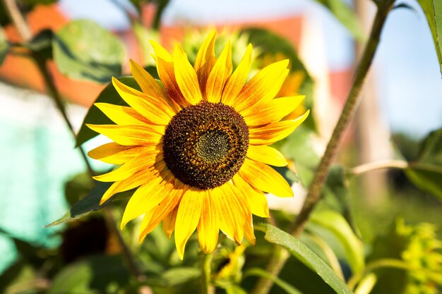 Close-up of yellow flower blooming outdoors