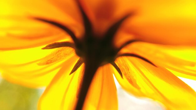 Close-up of yellow flower blooming outdoors