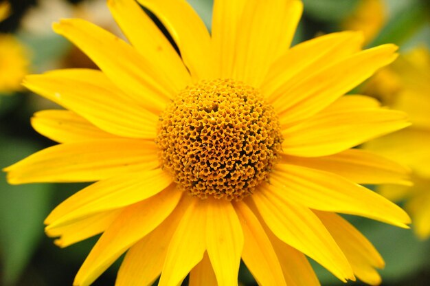 Close-up of yellow flower blooming outdoors