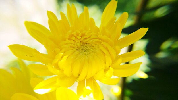 Close-up of yellow flower blooming outdoors