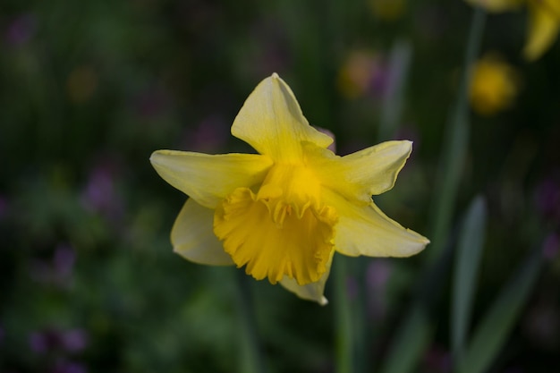 Foto close-up di un fiore giallo che fiorisce all'aperto