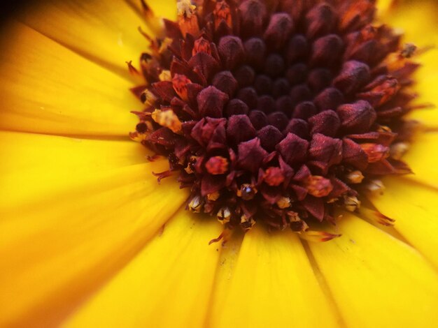 Close-up of yellow flower blooming outdoors