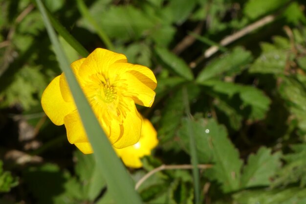 Close-up of yellow flower blooming outdoors