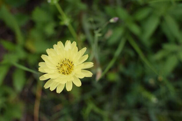 Close-up of yellow flower blooming outdoors