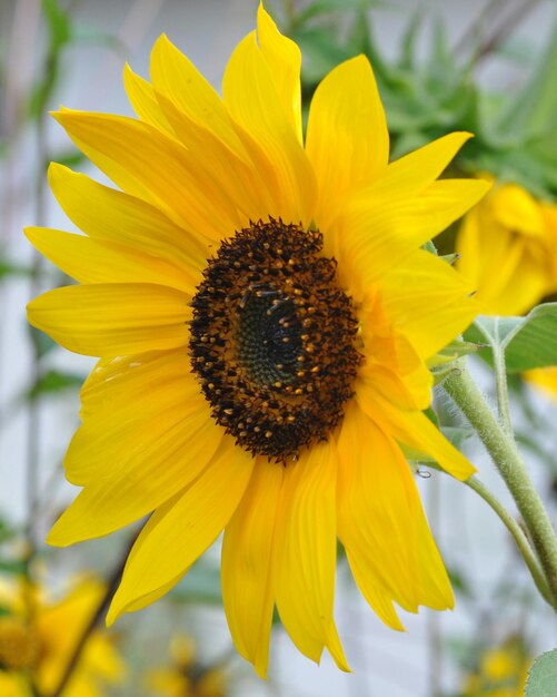 Close-up of yellow flower blooming in park