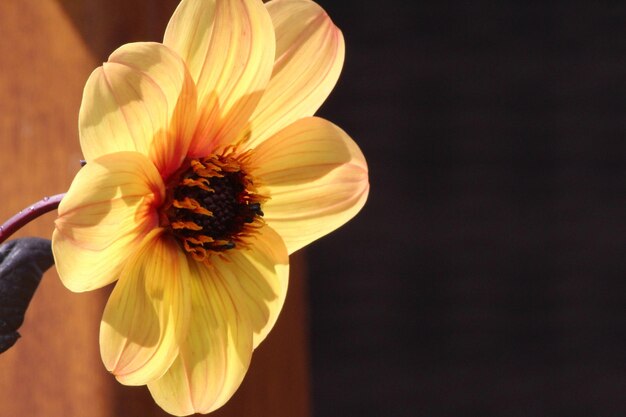 Close-up of yellow flower blooming in yard