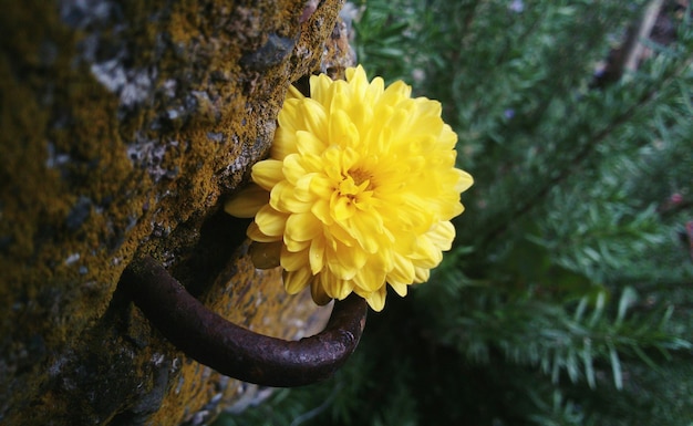 黄色い花の開花のクローズアップ