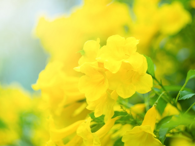 Photo close up yellow flower blossom in the garden with sunlight in morning.