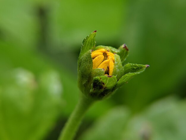 Close-up of yellow flower bud