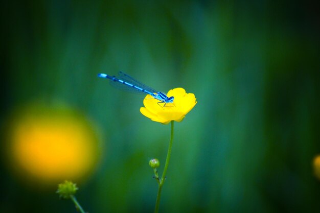 Photo close-up of yellow flower and damselfly