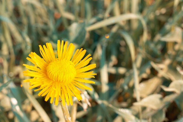 Photo close-up of yellow flower on field