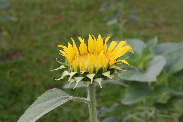 Photo close-up of yellow flower on field