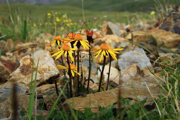 Close-up of yellow flower on field