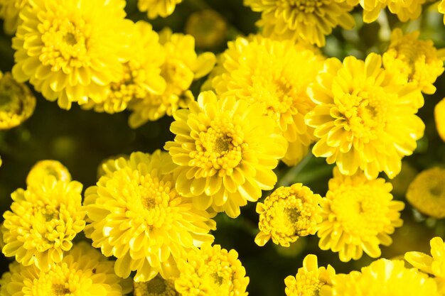 Close up yellow flower field