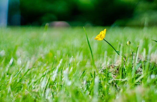 Close-up of yellow flower on grassland