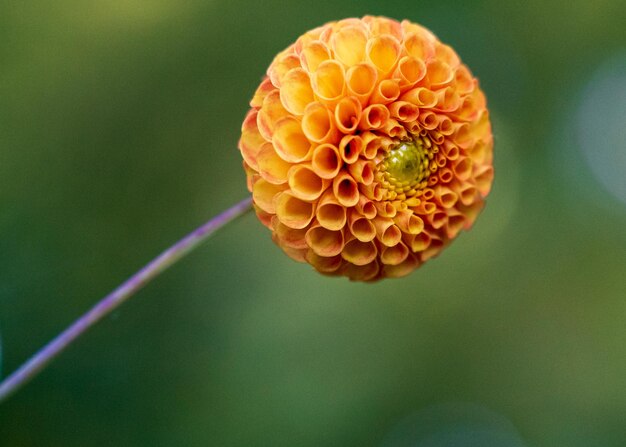 Foto close-up di un fiore giallo su una foglia verde