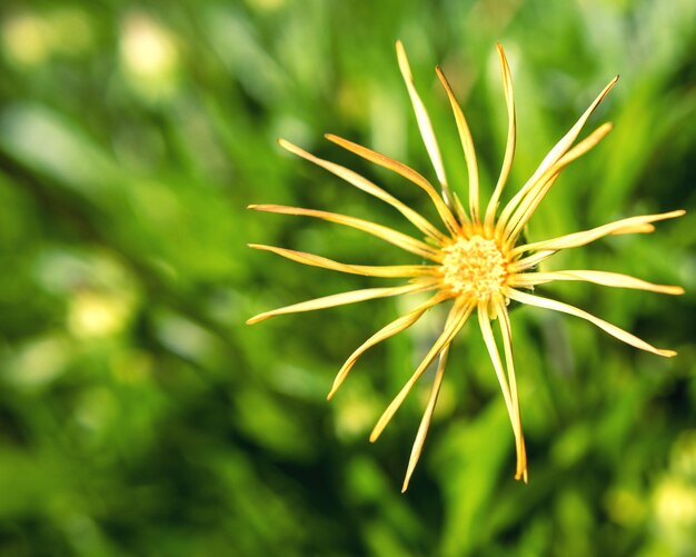 Foto close-up di un fiore giallo che cresce in campo