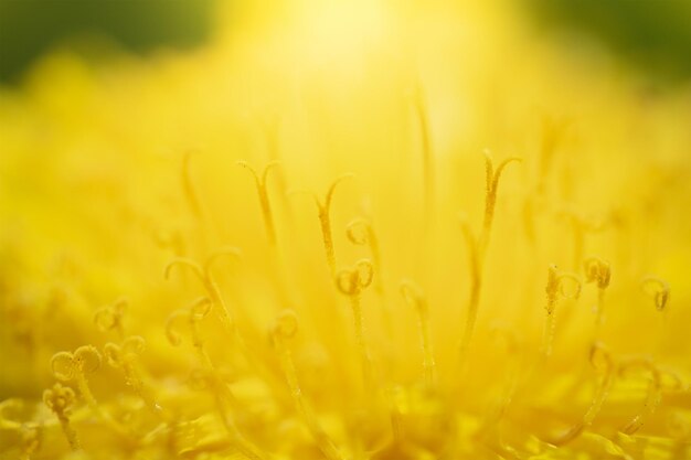 Close-up of yellow flower growing in field