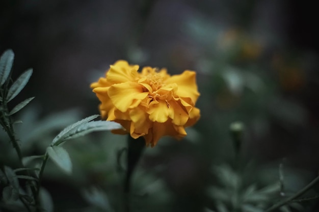 植物の上で成長する黄色い花のクローズアップ