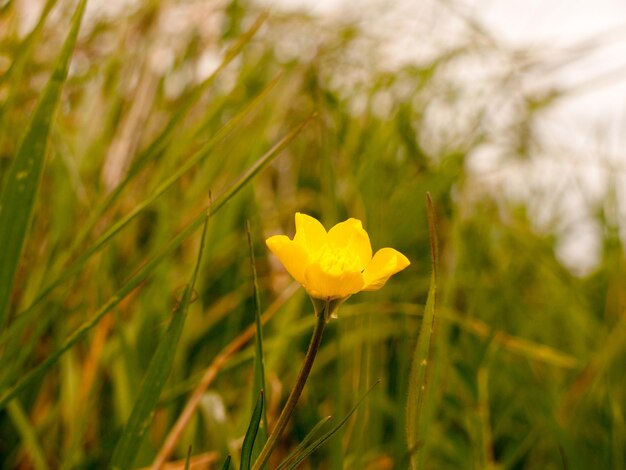 Foto close-up di un fiore giallo che cresce sulla pianta