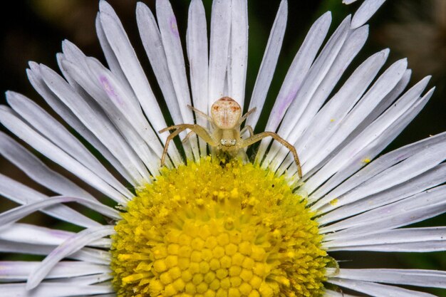 Photo close-up of yellow flower head