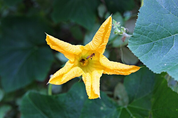 Close-up of yellow flower on leaf