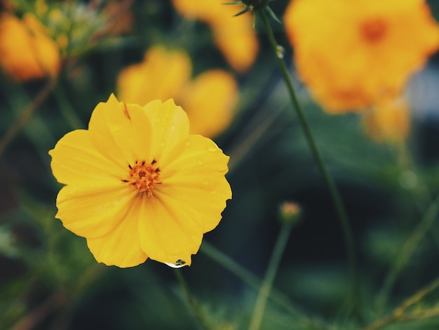 Close up yellow flower on nature green background