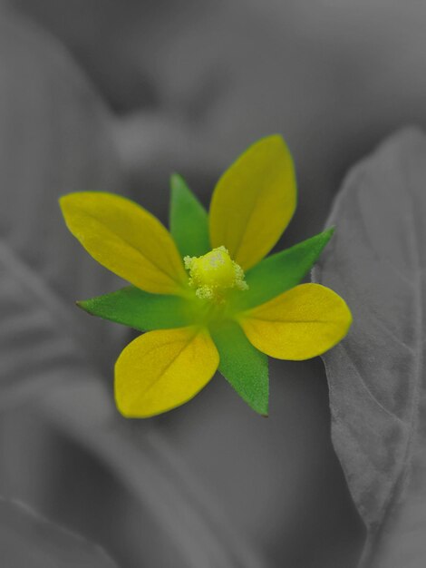 Foto close-up di un fiore giallo nel parco